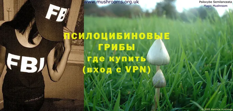 Галлюциногенные грибы Psilocybe  Заринск 